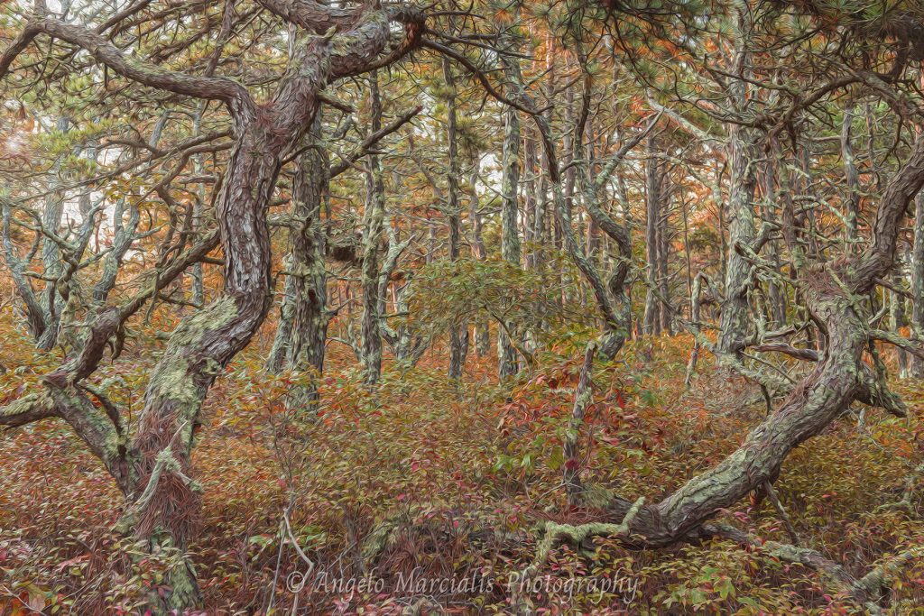 Impressionistic Atlantic White Cedar Detail In A Minor is an artistic Cape Cod Landscape rendering using various filters in Photoshop to create a Monet Inspired photograph.
