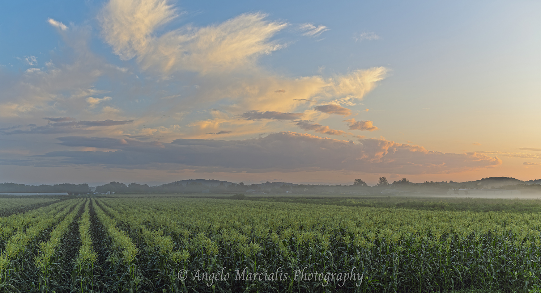 A mist‑lined cornfield stretches toward distant hills under warm, early light.