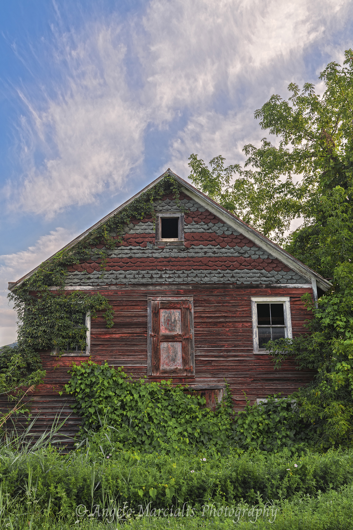 Weathered red wooden outbuilding overgrown with green vines, surrounded by tall summer vegetation under a bright blue sky.