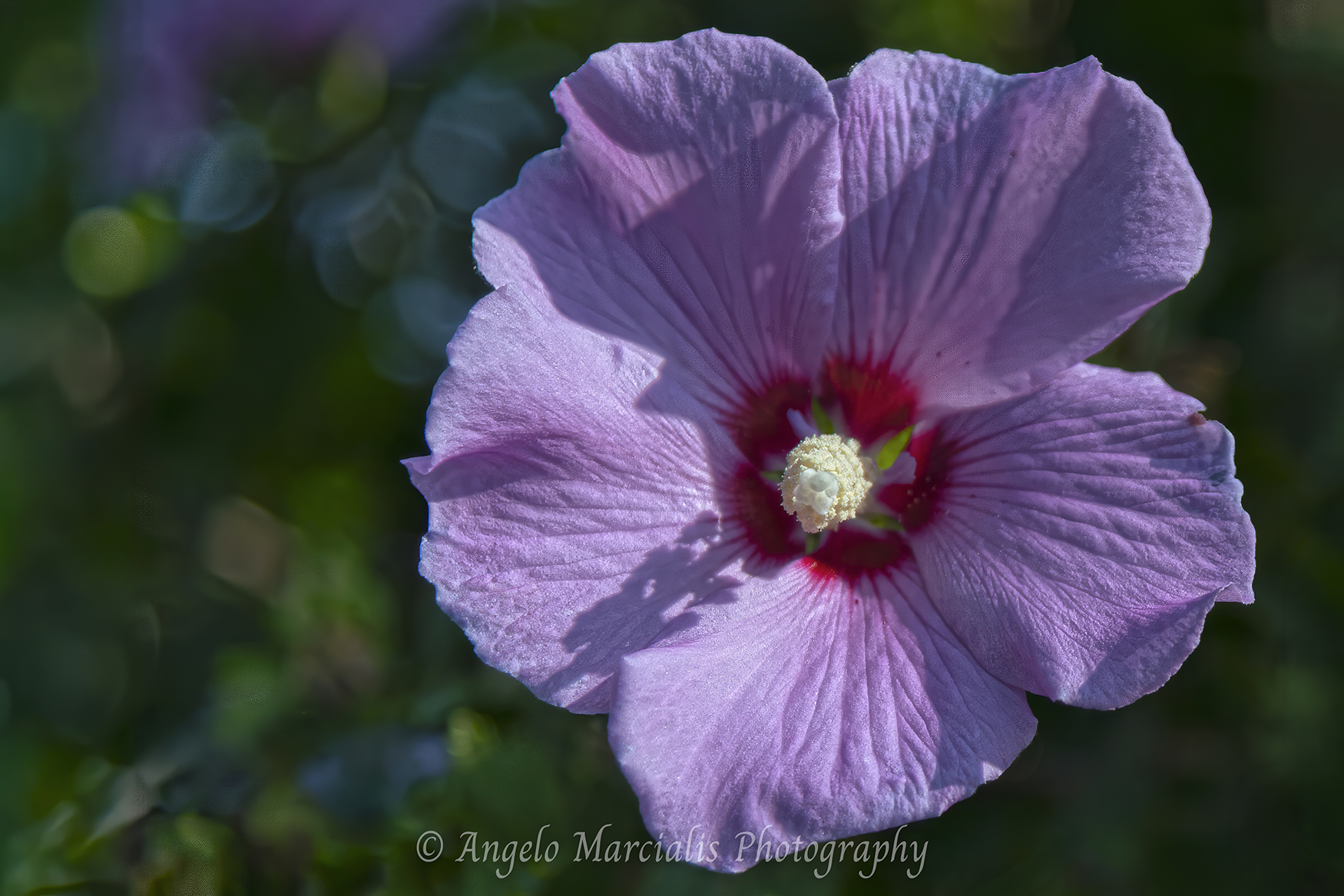 Pinkish‑purple wildflower in sharp macro detail with veined petals and a deep red center, photographed against a soft, blurred green background—Hudson Valley native flora close‑up