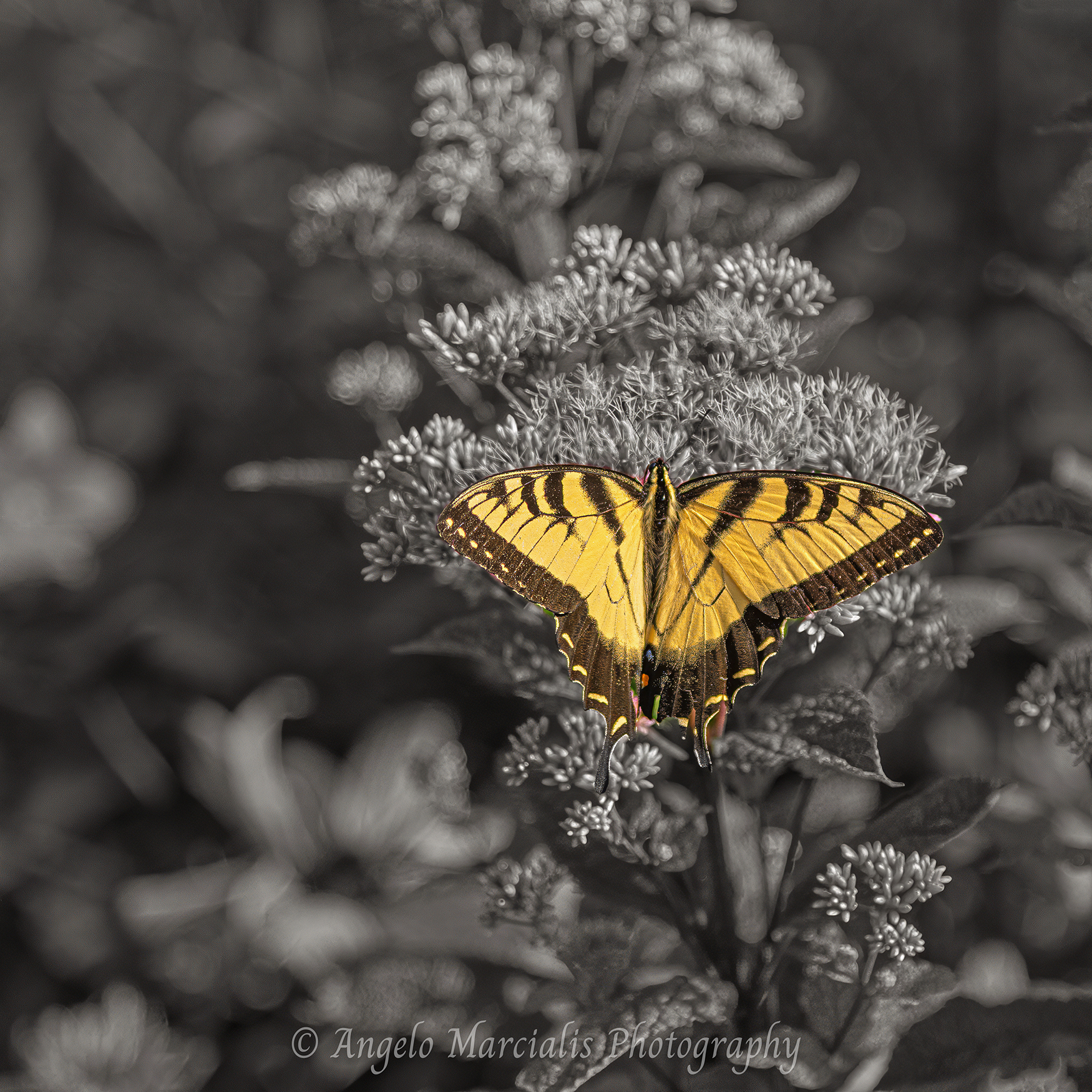 A yellow tiger swallowtail butterfly rests on a cluster of small flowers, its vivid color standing out against a monochrome background.