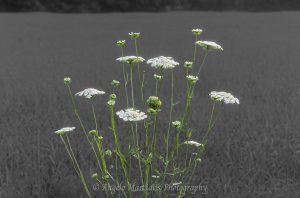 Fine art photograph of white Queen Anne’s lace wildflowers with vivid green stems rising against a softly focused monochrome Hudson Valley meadow.