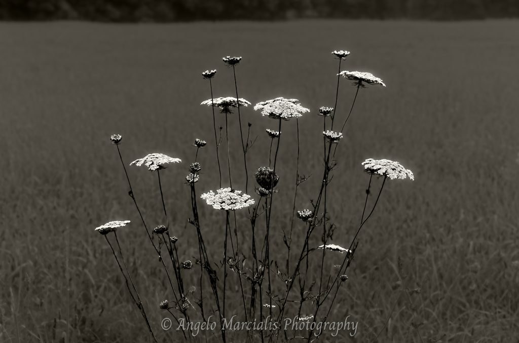 Black-and-white Hudson Valley landscape photograph of Queen Anne’s lace wildflowers rising above a softly focused meadow.
