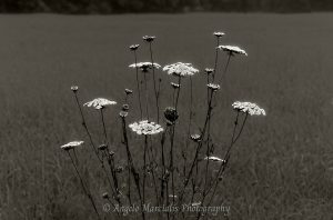 Black-and-white Hudson Valley landscape photograph of Queen Anne’s lace wildflowers rising above a softly focused meadow.