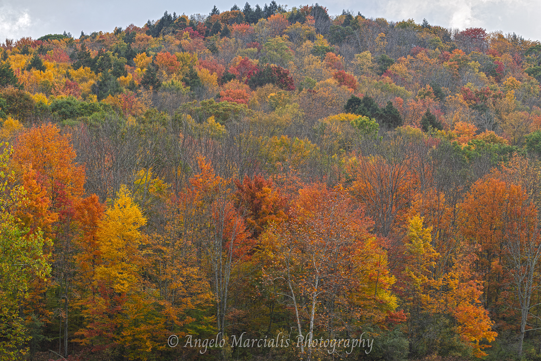 Autumn foliage blankets a Catskill Mountains hillside in New York, displaying vibrant shades of orange, yellow, red, and green beneath a cloudy autumn sky. Dense deciduous forest creates a colorful tapestry of peak fall color in the Catskills, highlighting the scenic beauty of New York's mountain landscapes.