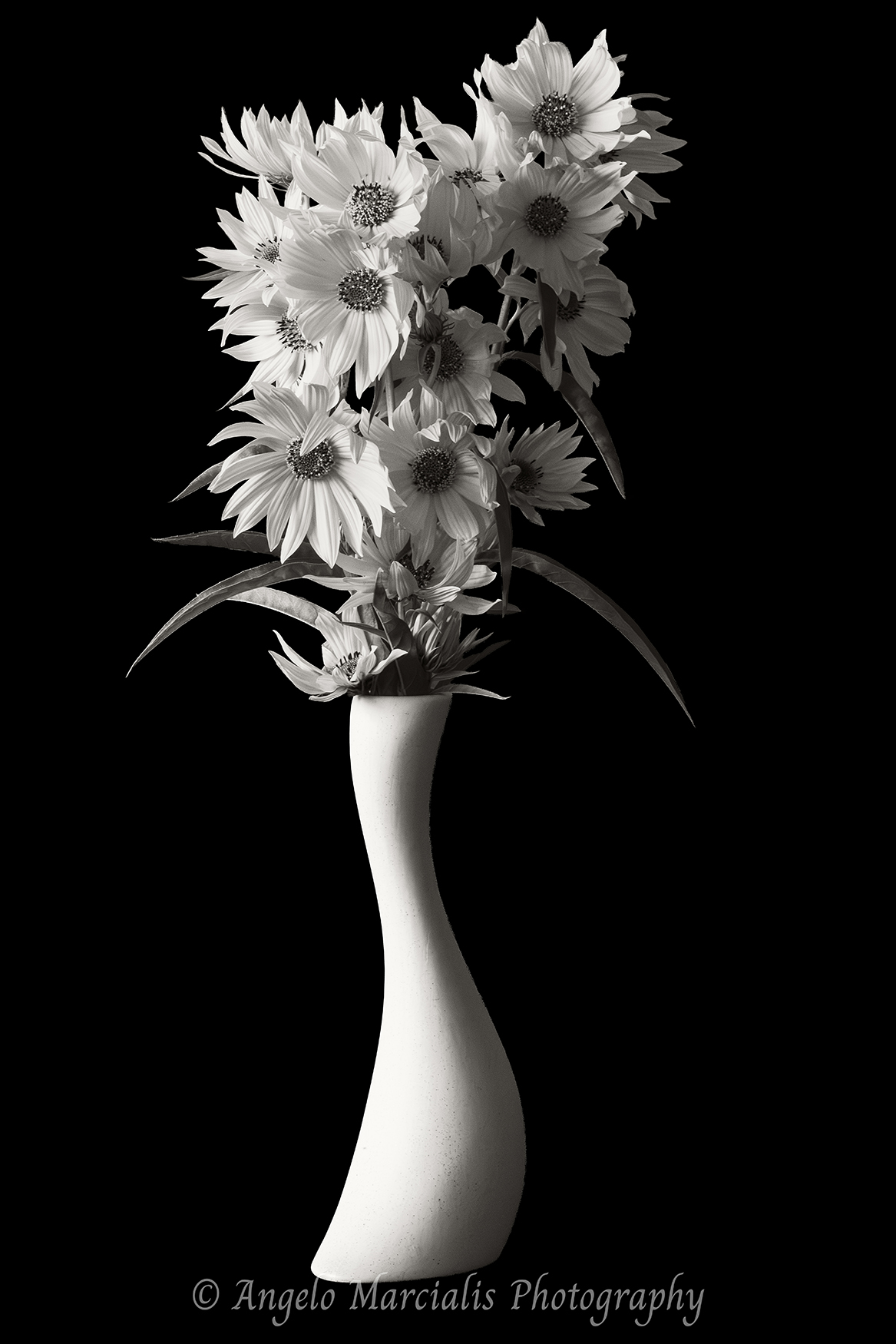 Black and white fine art floral still life featuring false sunflowers (Heliopsis) arranged in a sculptural white vase against a deep black background, showcasing dramatic monochrome contrast, botanical elegance, and timeless nature photography.