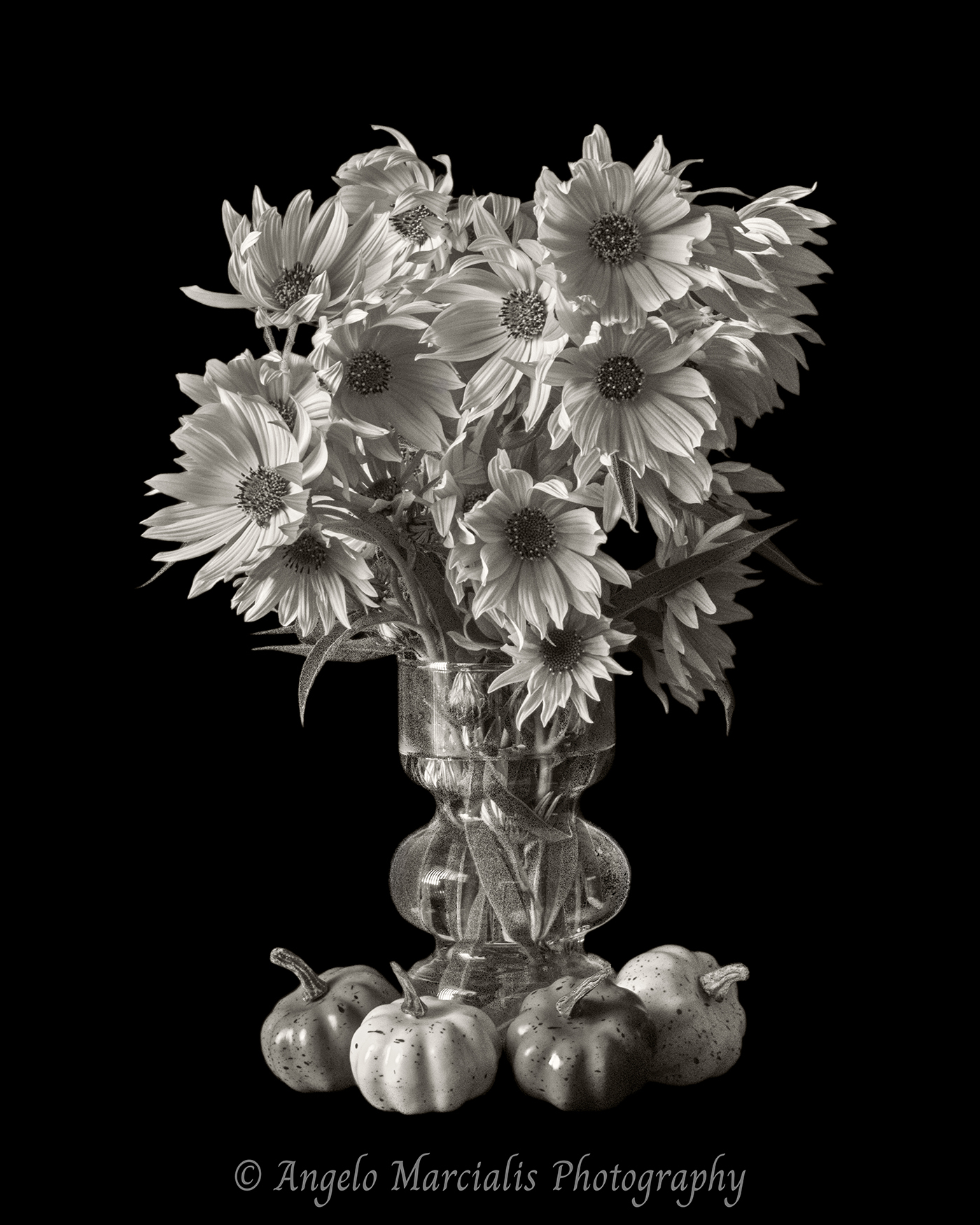 Black and white fine art still life photograph of false sunflowers (Heliopsis) in a vintage glass vase with miniature pumpkins, showcasing autumn harvest beauty, botanical elegance, and dramatic monochrome contrast.