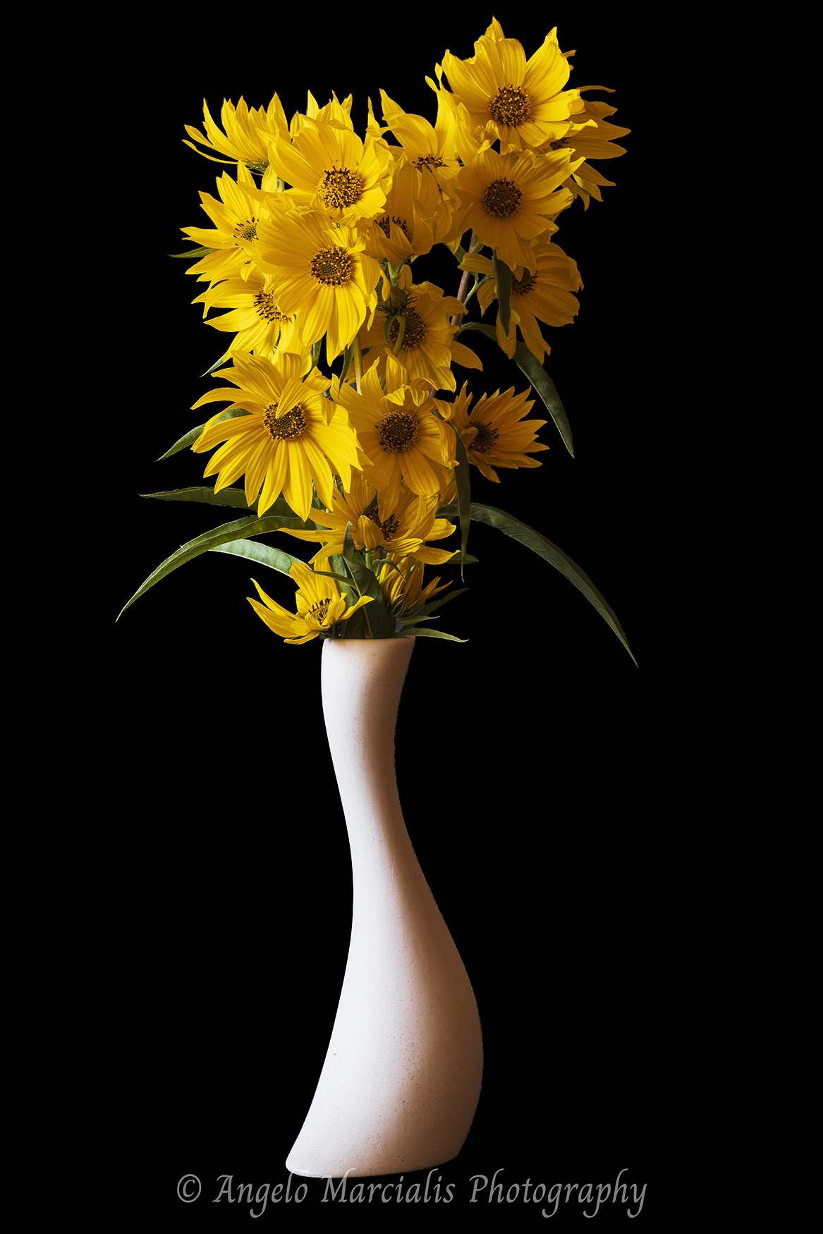 Fine art still life photograph of yellow false sunflowers (Heliopsis) displayed in a sculptural white vase against a deep black background, capturing the elegance of perennial garden flowers through dramatic botanical photography.
