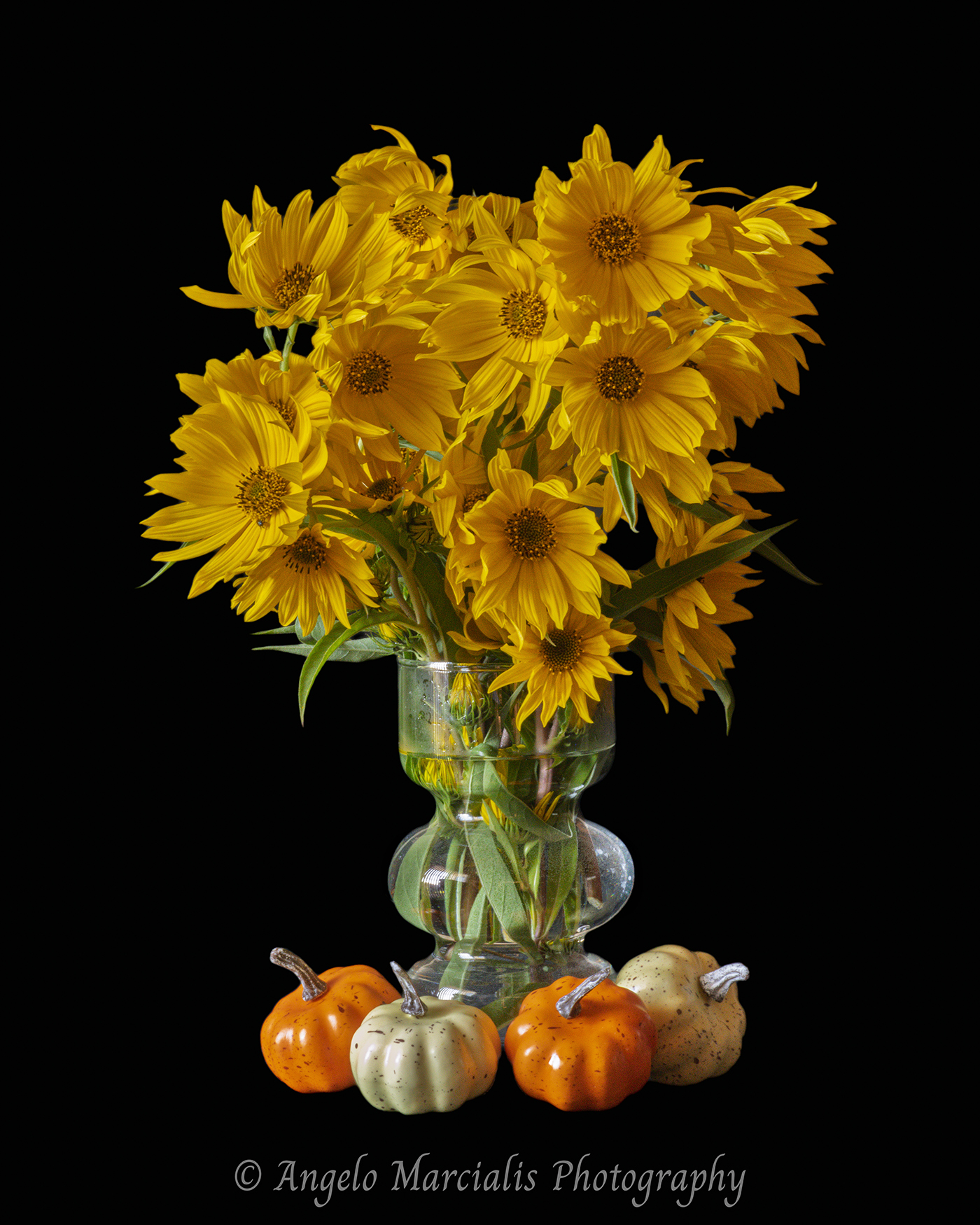 Bright yellow false sunflower flowers (Heliopsis) arranged in a clear glass vase with decorative autumn pumpkins against a black background, fine art floral still life photography celebrating fall color and seasonal home decor.
